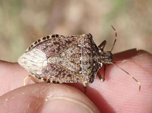 Halyomorpha halys - ázsiai márványospoloska