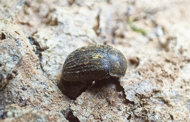 Aesalus scarabaeoides - szőrös szarvasbogár