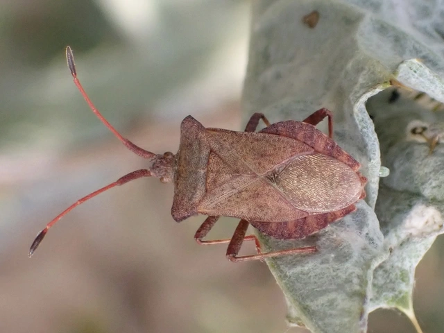Coreus marginatus - közönséges karimáspoloska