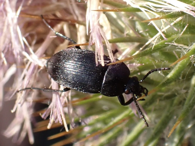 Podonta nigrita - szerecsenbogár