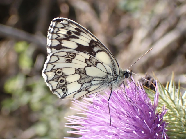 Melanargia galathea - sakktáblalepke