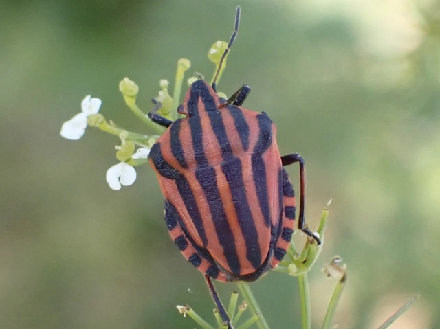 Graphosoma italicum - csíkos pajzsospoloska