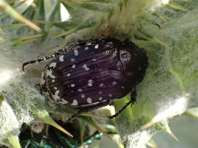 Oxythyrea funesta - sokpettyes virágbogár