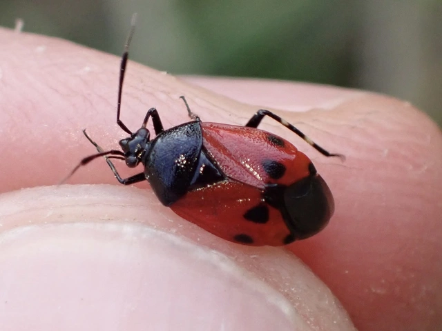 Deraeocoris rutilus - cinóber mezeipoloska