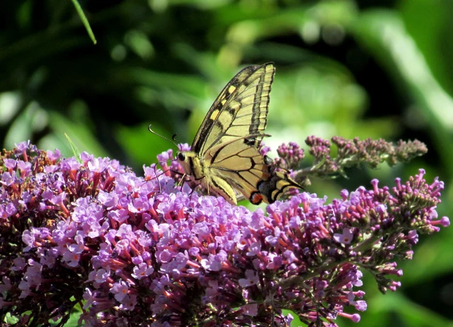 Papilio machaon - fecskefarkú lepke