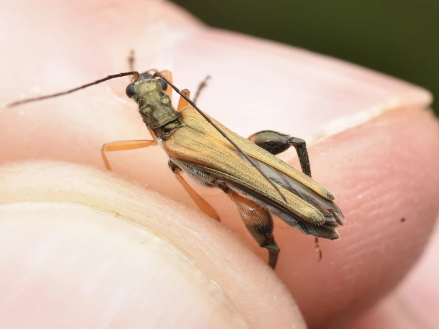 Oedemera podagrariae - székfű-álcincér