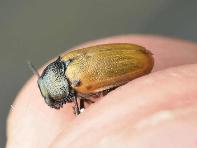 Labidostomis longimana - zöldnyakú zsákbogár Labidostomis longimana - zöldnyakú zsákbogár