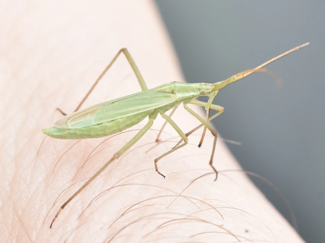 Trigonotylus