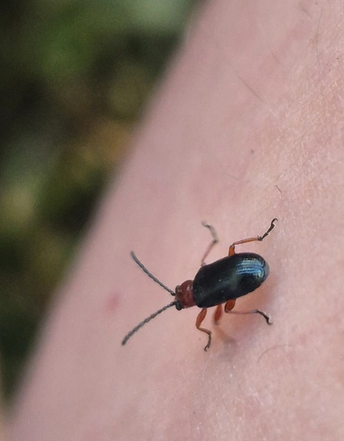 Oulema melanopus/duftschmidi