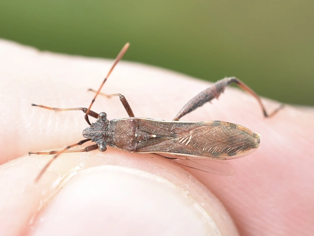 Camptopus lateralis - görbelábú karimáspoloska