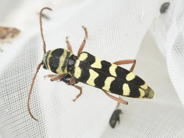 Echinocerus floralis - lucerna-darázscincér