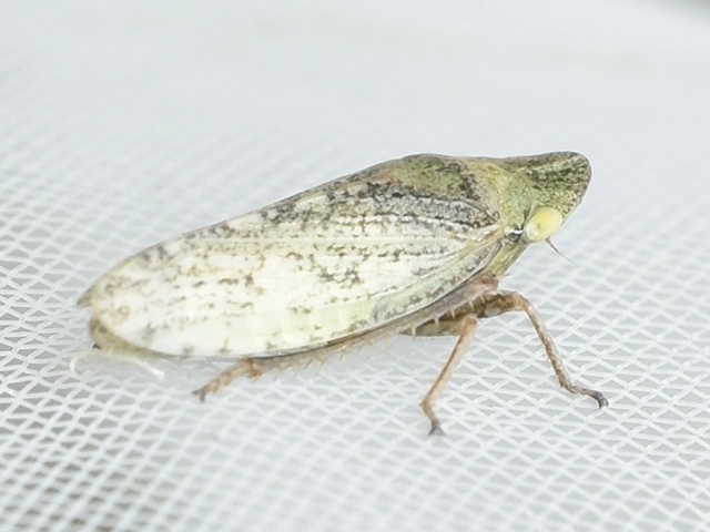 Aphrodes