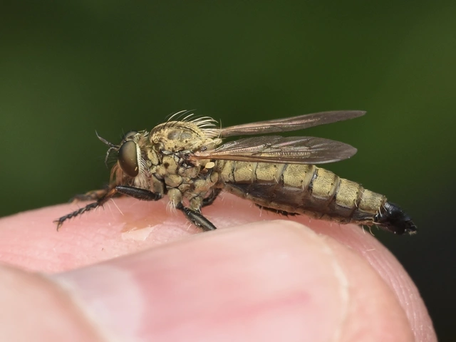 Asilidae - rablólégyfélék