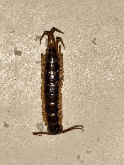 Chilopoda - Százlábúak