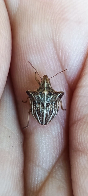 Ancyrosoma leucogrammes - vállas poloska Ancyrosoma leucogrammes - vállas poloska