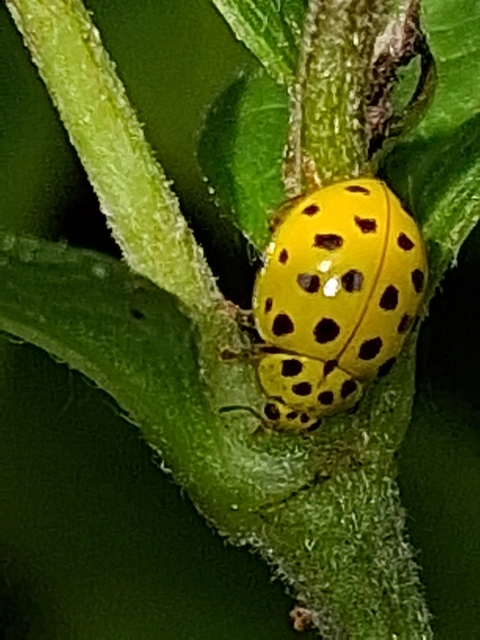 Psyllobora vigintiduopunctata - huszonkétpettyes katica