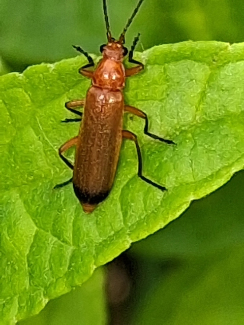 Rhagonycha fulva - feketevégű lágybogár