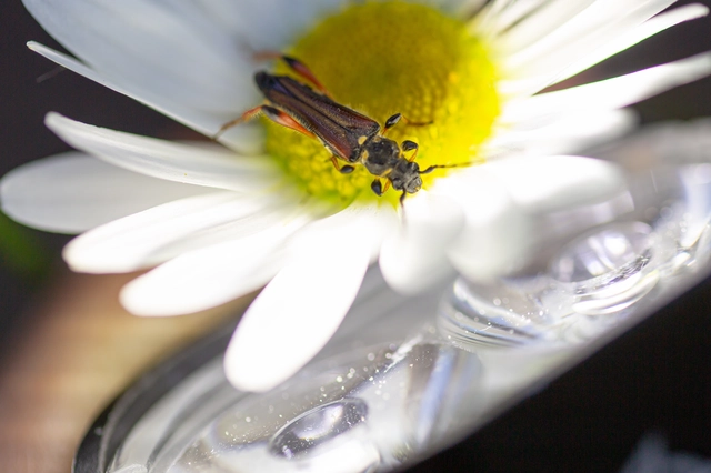 Stenopterus rufus - tarkacsápú keskenyfedőscincér