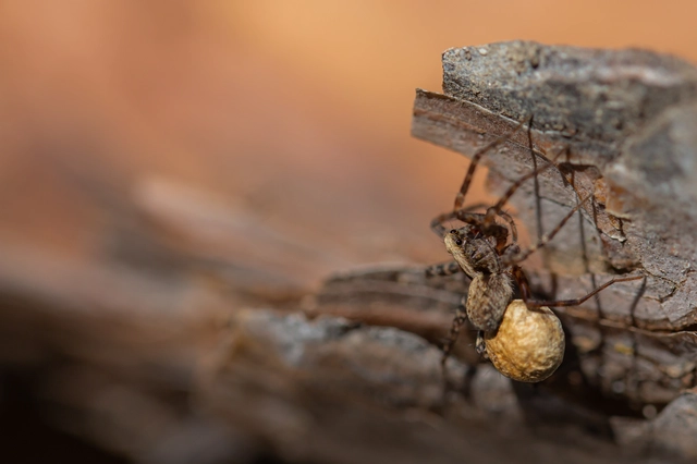 Pardosa alacris/lugubris