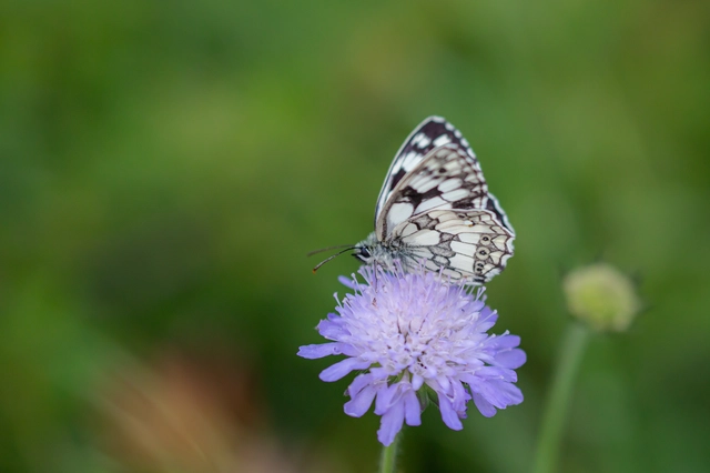 Melanargia galathea - sakktáblalepke