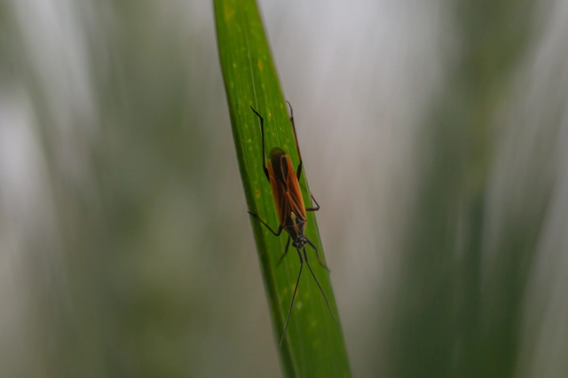 Leptopterna dolabrata - közönséges mezeipoloska
