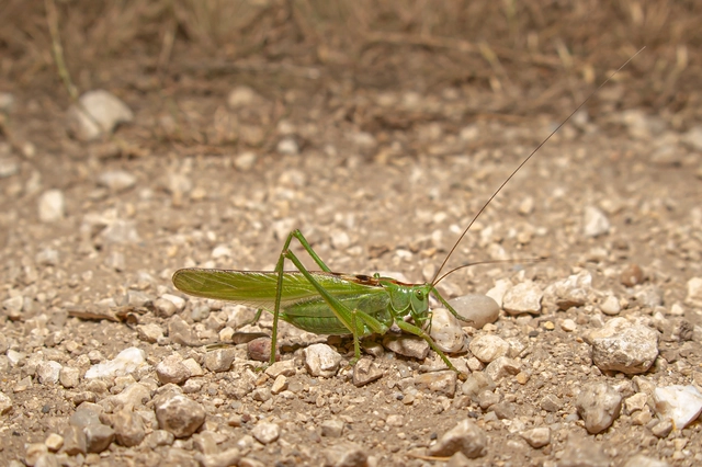 Tettigonia viridissima - zöld lombszöcske