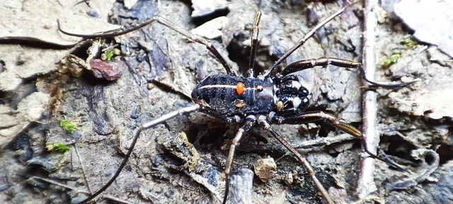 Opiliones - Kaszáspókok