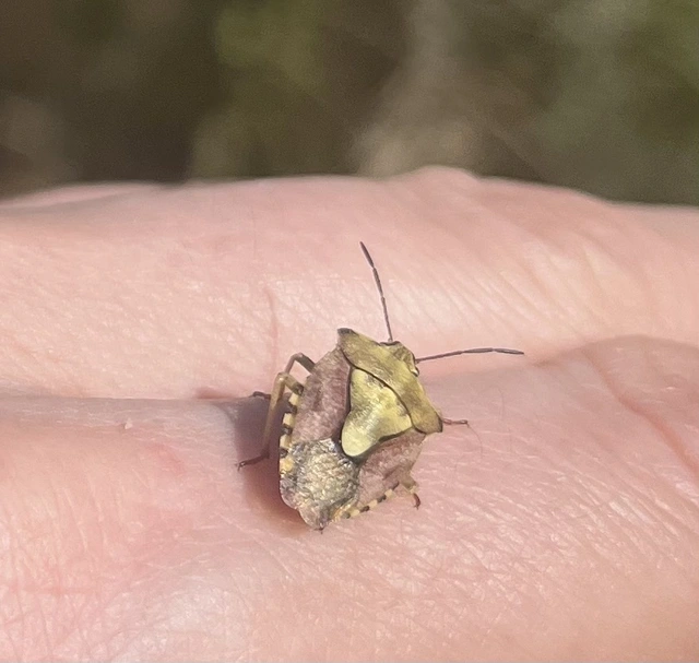 Carpocoris Carpocoris