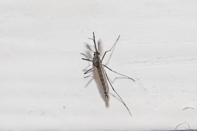 Aedes koreicus - koreai szúnyog