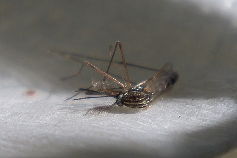 Aedes koreicus - koreai szúnyog