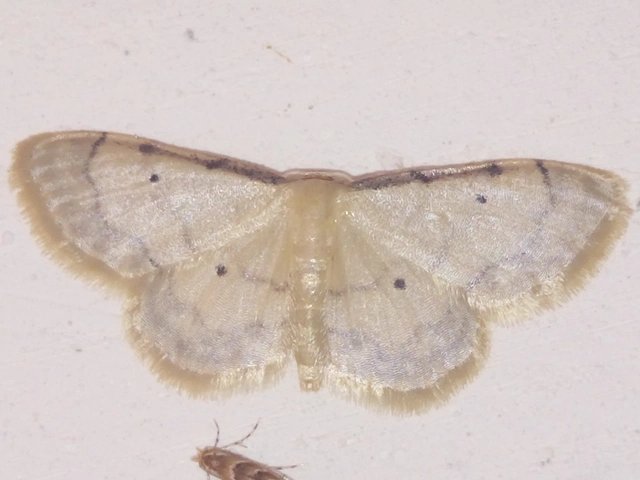 Idaea politaria - vonalas apróaraszoló