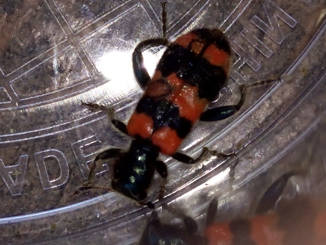 Trichodes apiarius - szalagos méhészbogár