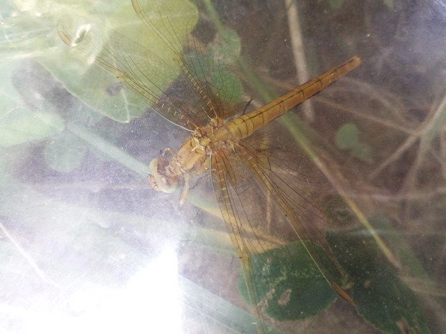 Orthetrum coerulescens - karcsú pásztorszitakötő