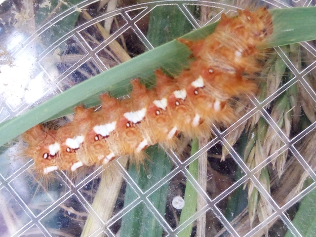 Acronicta rumicis - sóska-szigonyosbagoly