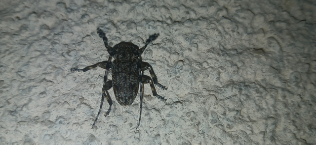 Aegomorphus clavipes - tarka cincér Aegomorphus clavipes - tarka cincér