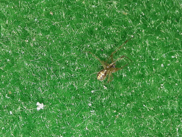 Theridion