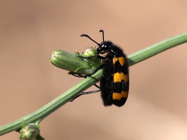 Mylabris variabilis - szalagos hólyaghúzó Mylabris variabilis - szalagos hólyaghúzó