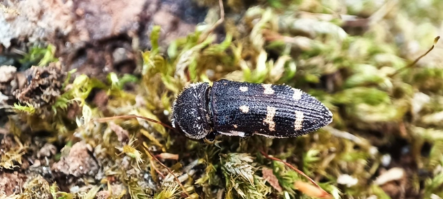 Acmaeoderella flavofasciata - sárgacsíkos zömökdíszbogár