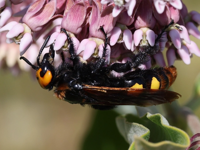 Megascolia maculata - óriás-tőrösdarázs