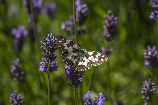 Melanargia galathea - sakktáblalepke