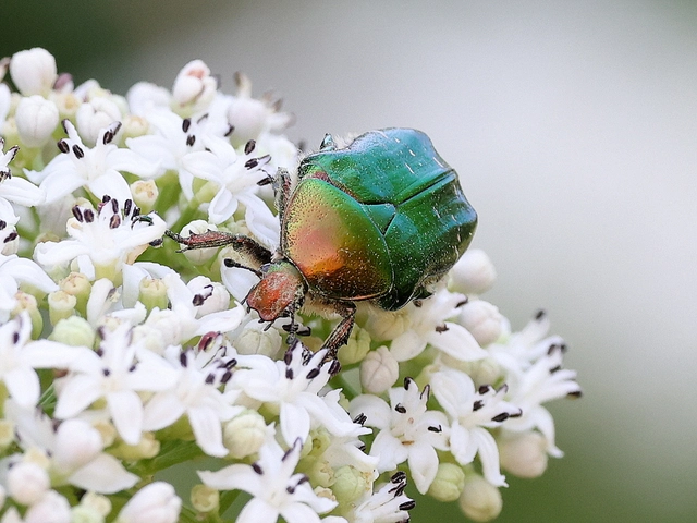 Cetonia aurata - aranyos virágbogár