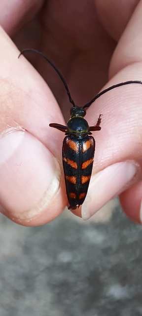 Leptura aurulenta - sárgaszőrű szalagoscincér