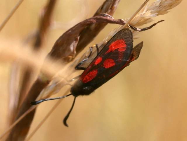 Zygaena loti - közönséges csüngőlepke