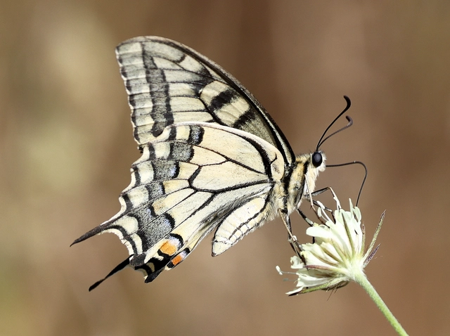 Papilio machaon - fecskefarkú lepke