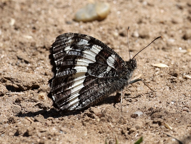 Brintesia circe - fehéröves szemeslepke