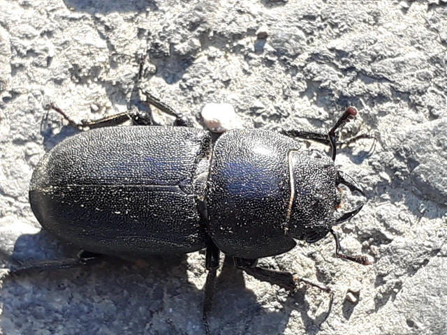 Dorcus parallelipipedus - kis szarvasbogár