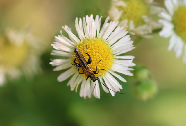 Oedemera femorata - sárgahátú álcincér