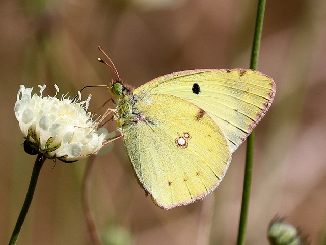 Colias alfacariensis - déli kéneslepke
