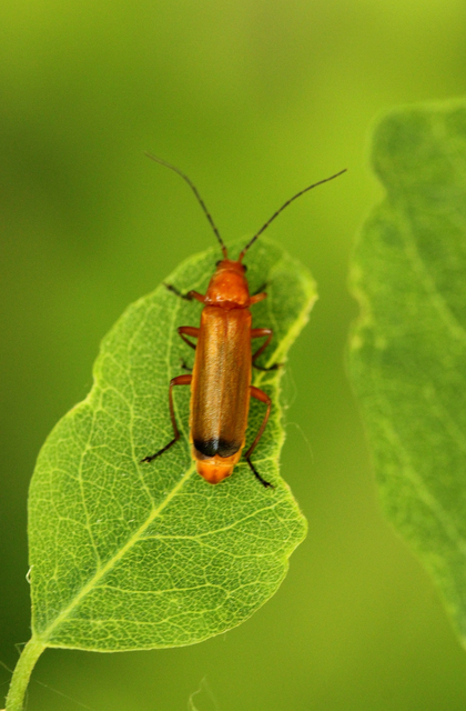 Rhagonycha fulva - feketevégű lágybogár