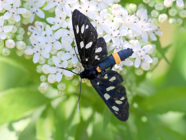 Amata phegea - fehérpettyes álcsüngőlepke